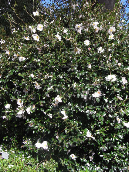Camellia sasanqua | Care Transplanters - Sunshine Coast Brisbane South ...