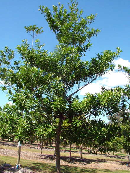 Elaeocarpus Grandis