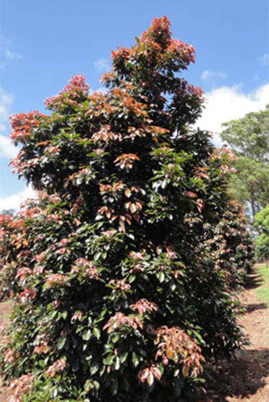 Elaeocarpus Eumundi
