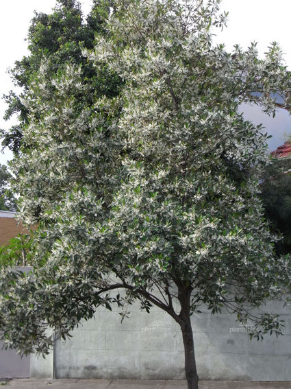 Elaeocarpus Reticulatus