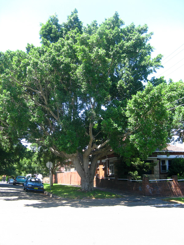 Ficus Hillii