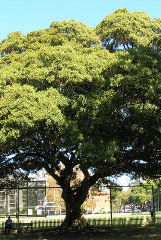 Ficus Obliqua