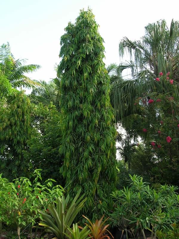 Polyalthia Longifolia Mast Tree