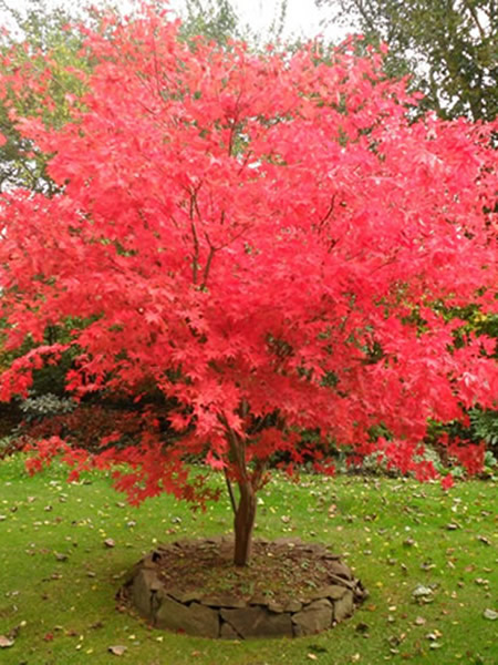 Acer Palmatum Osakazuki