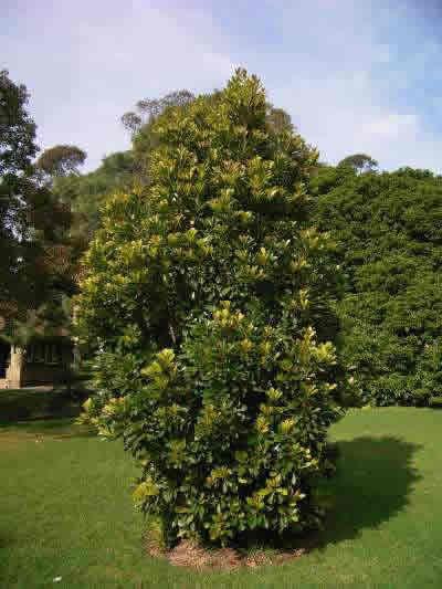 Elaeocarpus Bancroftii