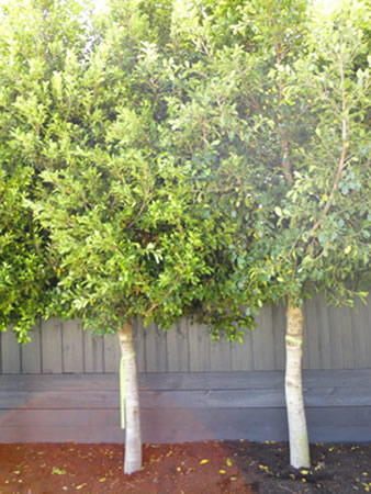 Ficus Microcarpa Hilli Flash