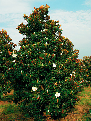 Magnolia Grandiflora Little Gem