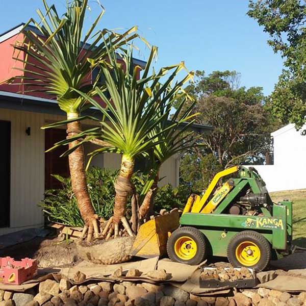 Palm Tree Shifting Relocation