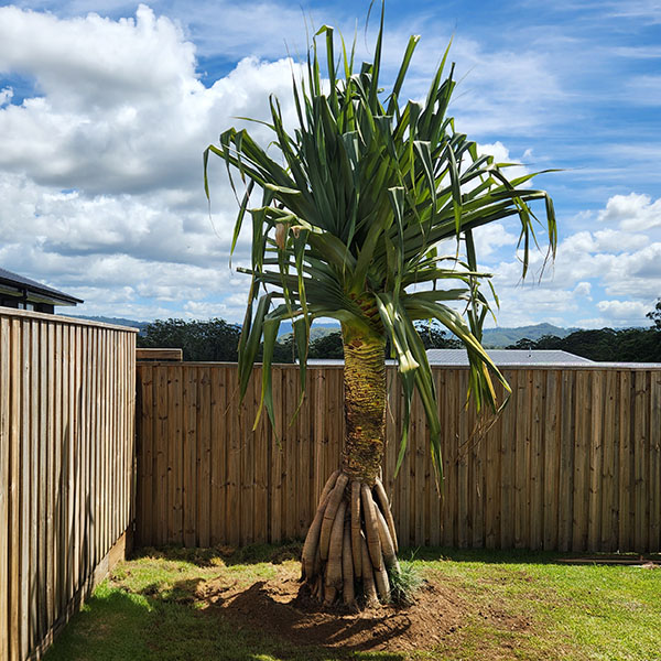 Pandanus Tree Sunshine Coast