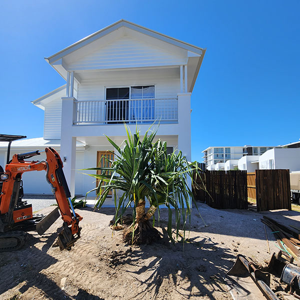 Pandanus Tree Sunshine Coast