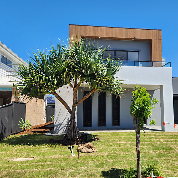 Pandanus Tree Sunshine Coast