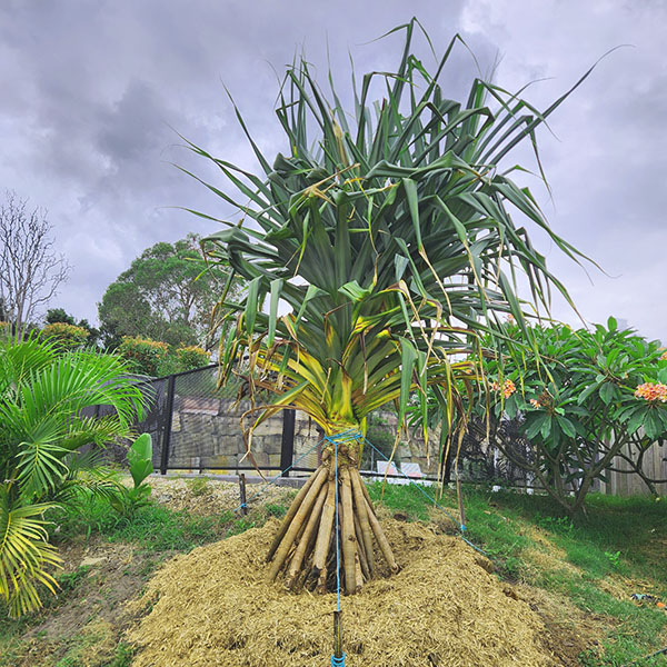 Pandanus Tree Sunshine Coast