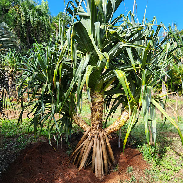 Pandanus Tree Sunshine Coast