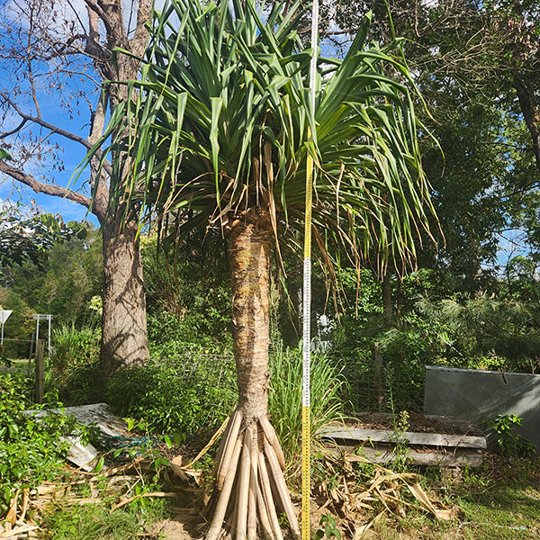 Pandanus Tree Sunshine Coast