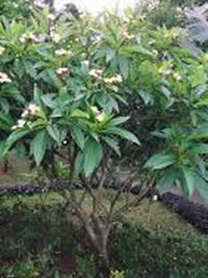 Plumeria Rubra Acutifolia