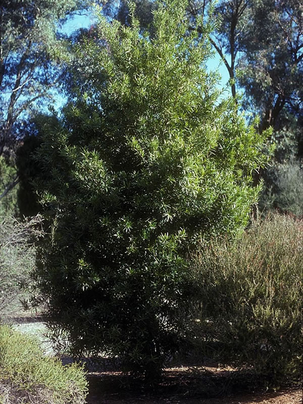 Podocarpus Elatus