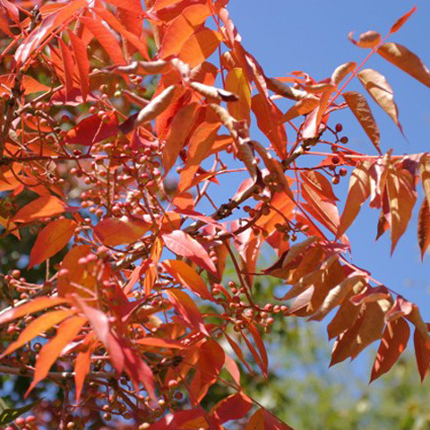 Sunshine Coast Advanced Tree Nursery