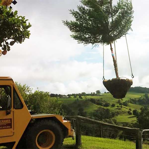 Transplanting Trees Sunshine Coast