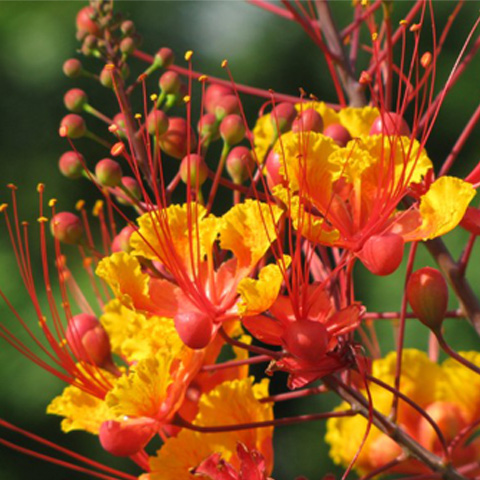 Exotic Tree Sourcing Sunshine Coast