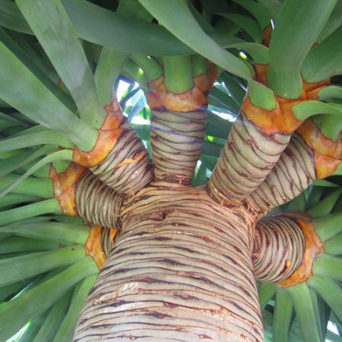 Palm tree sourcing service Sunshine Coast